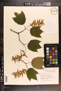 Acer pensylvanicum image