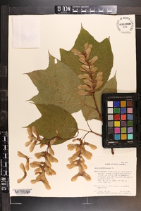 Acer pensylvanicum image