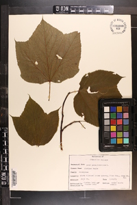 Acer pensylvanicum image