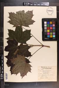 Acer platanoides image