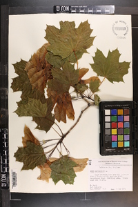 Acer platanoides image