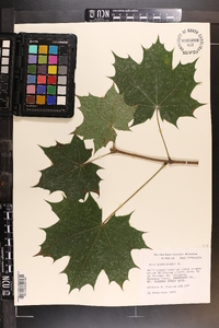 Acer platanoides image