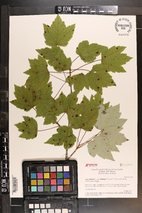 Acer rubrum var. trilobum image