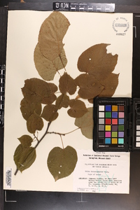 Tilia heterophylla image