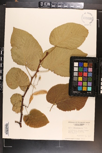 Tilia heterophylla image