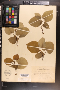 Tilia heterophylla image