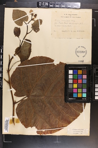 Tilia heterophylla image