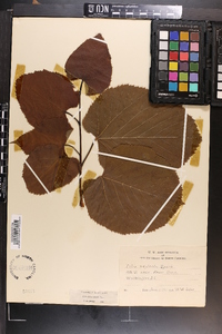 Tilia heterophylla image