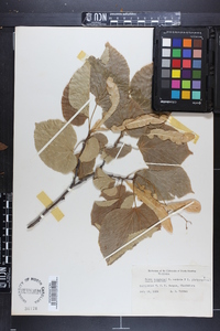 Tilia cordata image