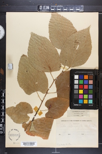 Tilia americana var. caroliniana image