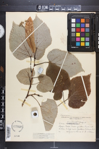 Tilia americana var. caroliniana image