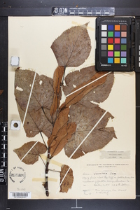 Tilia americana var. caroliniana image