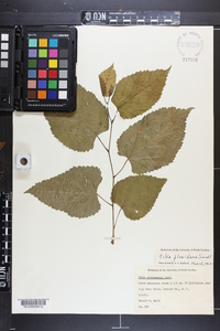 Tilia americana var. caroliniana image