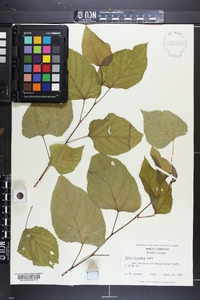 Tilia americana var. caroliniana image