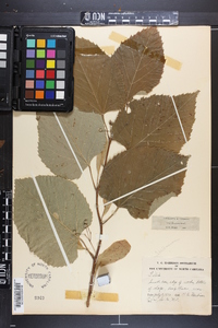 Tilia americana var. caroliniana image