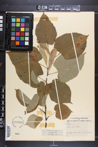 Tilia americana var. caroliniana image