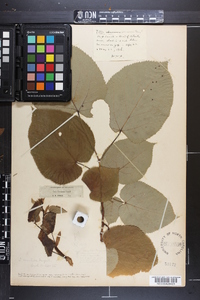 Tilia americana var. caroliniana image