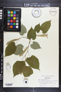 Tilia americana var. caroliniana image