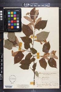 Tilia americana var. caroliniana image