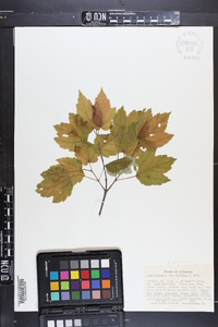 Acer rubrum var. trilobum image