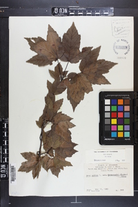 Acer rubrum var. rubrum image