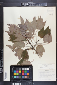 Acer rubrum var. rubrum image