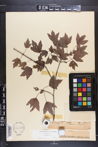 Acer rubrum var. tridens image