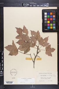 Acer rubrum var. rubrum image