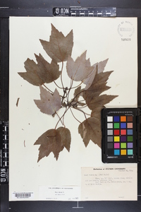 Acer rubrum var. tridens image