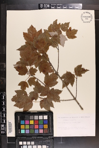 Acer rubrum var. tridens image