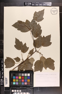 Acer rubrum var. drummondii image