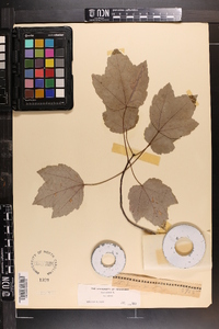 Acer rubrum var. rubrum image