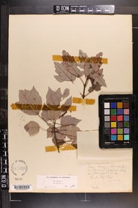 Acer rubrum var. tridens image