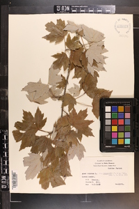 Acer rubrum var. drummondii image