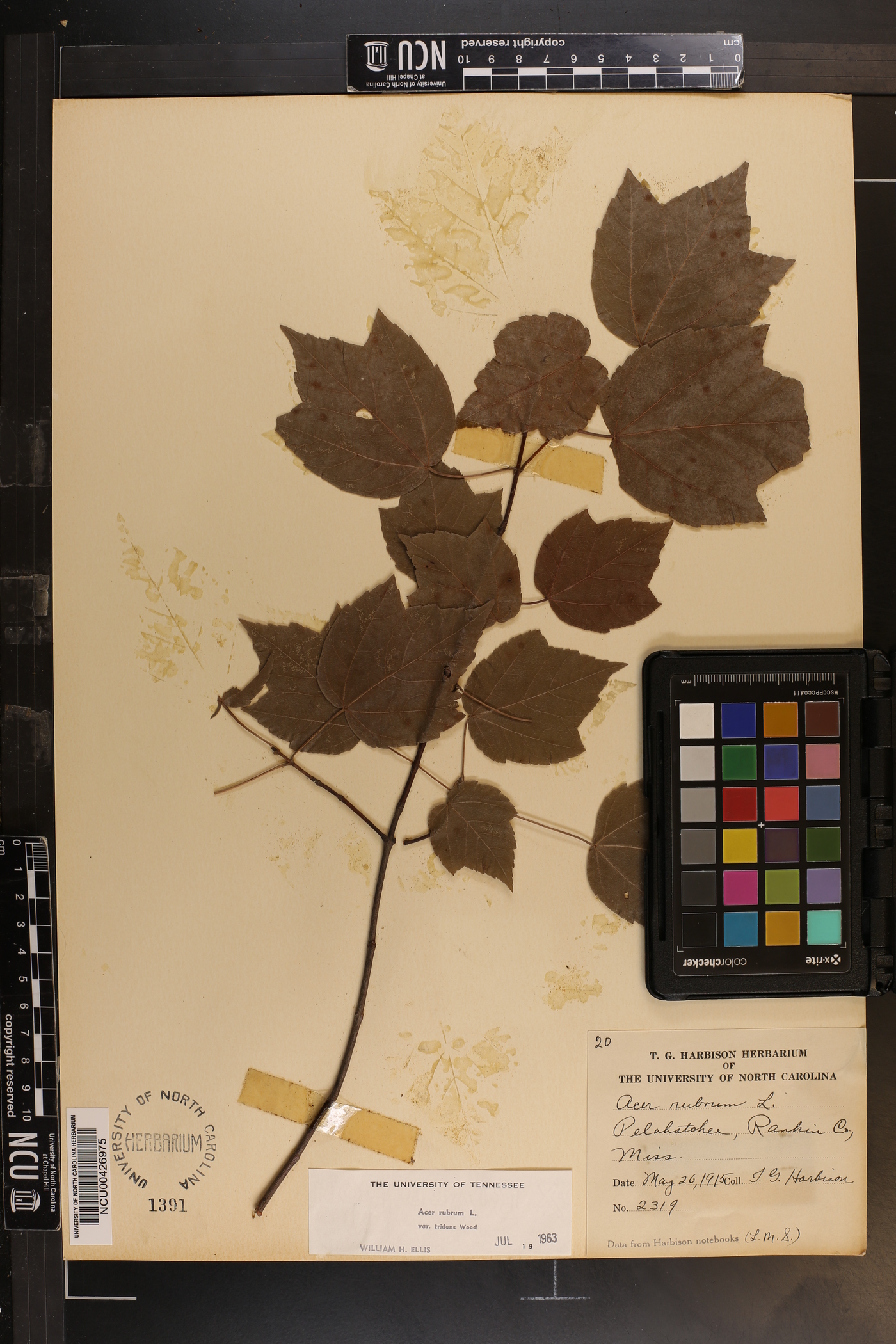 Acer rubrum var. tridens image