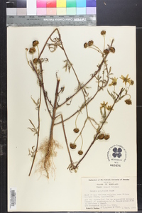 Bidens polylepis image