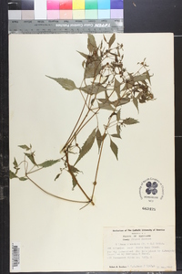 Bidens discoidea image