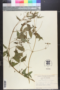 Bidens discoidea image