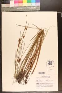 Scleria baldwinii image