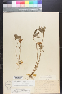 Viola palmata var. dilatata image