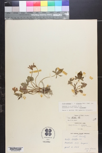 Viola palmata var. dilatata image