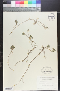 Desmodium triflorum image