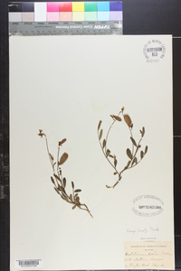 Crotalaria ovalis image