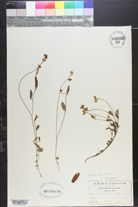 Crotalaria ovalis image