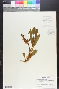 Lupinus diffusus image