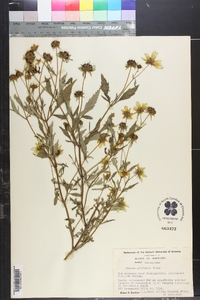 Bidens polylepis image