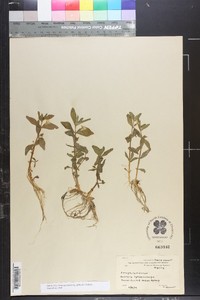 Gratiola sphaerocarpa image