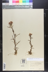 Castilleja coccinea image