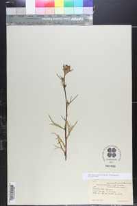 Castilleja coccinea image