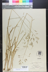 Poa autumnalis image